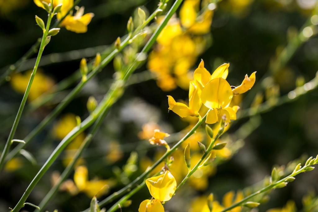 Casali Costadoro อักกวาวีวา ปิเชนา ภายนอก รูปภาพ